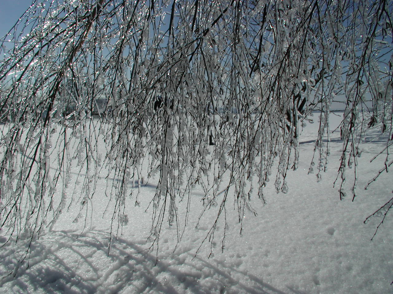img00006.jpg