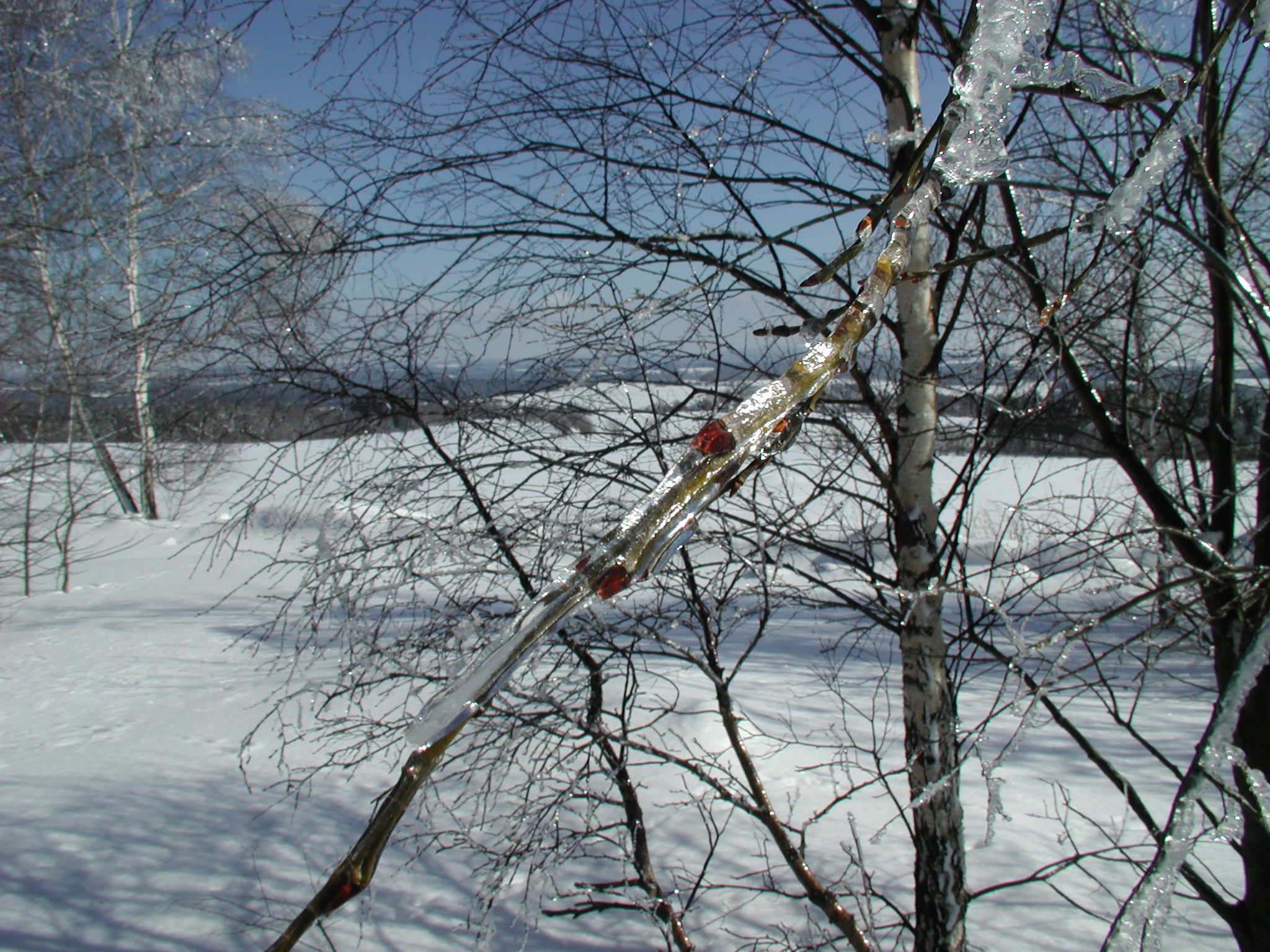 img00012.jpg
